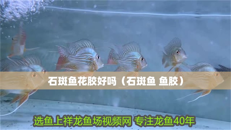 石斑魚花膠好嗎（石斑魚 魚膠）