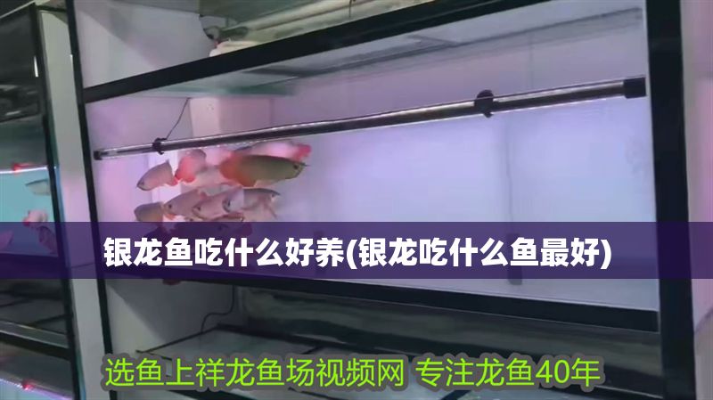 銀龍魚吃什么好養(銀龍吃什么魚最好) 銀龍魚百科 第1張 銀龍魚吃什么好養(銀龍吃什么魚最好) 銀龍魚吃什么好養(銀龍吃什么魚最好) 銀龍魚百科 第1張