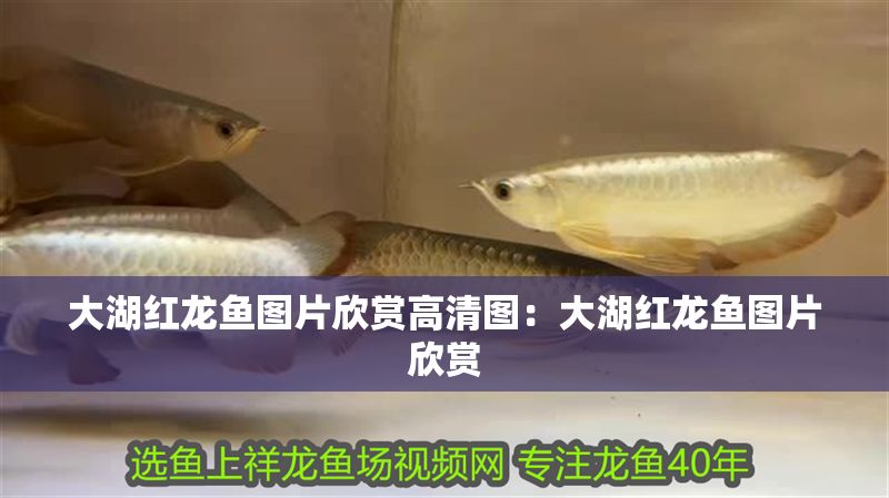 大湖紅龍魚圖片欣賞高清圖：大湖紅龍魚圖片欣賞