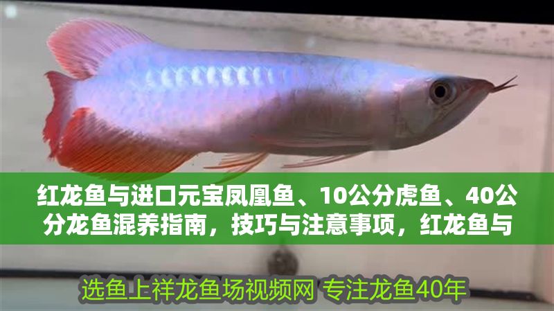 紅龍魚與進口元寶鳳凰魚、10公分虎魚、40公分龍魚混養指南，技巧與注意事項，紅龍魚與進口元寶鳳凰魚、虎魚及龍魚混養技巧與注意事項 紅龍魚與進口元寶鳳凰魚、10公分虎魚、40公分龍魚混養指南，技巧與注意事項，紅龍魚與進口元寶鳳凰魚、虎魚及龍魚混養技巧與注意事項 龍魚百科 第1張