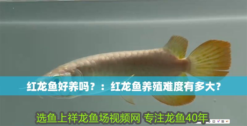 紅龍魚好養嗎？：紅龍魚養殖難度有多大？ 紅龍魚好養嗎？：紅龍魚養殖難度有多大？ 紅龍魚百科 第1張