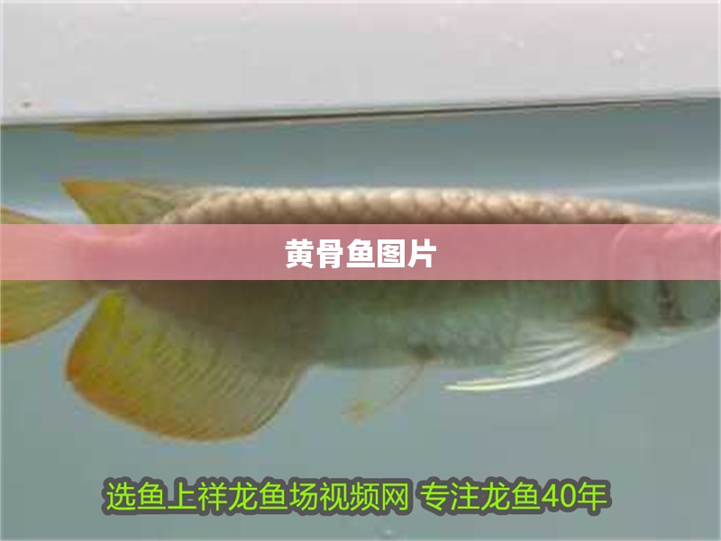 魚缸過濾器選購指南:自制魚缸過濾器魚缸上置過濾器對于養(yǎng)魚愛好者的必備知識 黃骨魚圖片 龍魚論壇 黃骨魚圖片 黃骨魚圖片 龍魚論壇