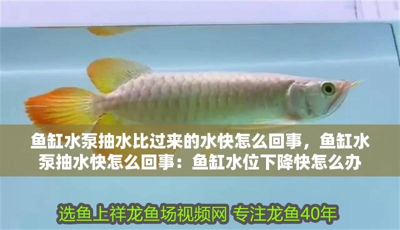 魚缸水泵抽水比過來的水快怎么回事，魚缸水泵抽水快怎么回事：魚缸水位下降快怎么辦