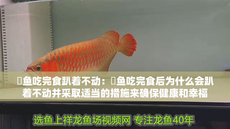 魟魚吃完食趴著不動：魟魚吃完食后為什么會趴著不動并采取適當的措施來確保健康和幸福