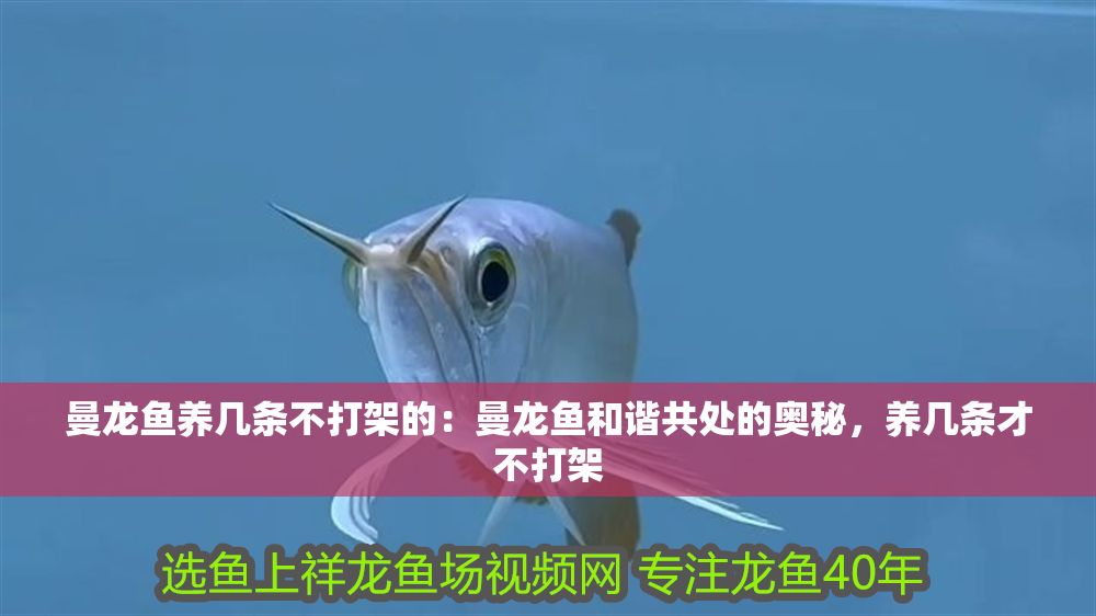 曼龍魚養幾條不打架的：曼龍魚和諧共處的奧秘，養幾條才不打架