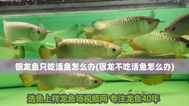 銀龍魚只吃活魚怎么辦(銀龍不吃活魚怎么辦) 銀龍魚只吃活魚怎么辦(銀龍不吃活魚怎么辦) 銀龍魚百科 第1張
