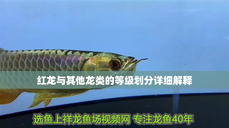 紅龍與其他龍類的等級劃分詳細解釋 紅龍與其他龍類的等級劃分詳細解釋 龍魚論壇