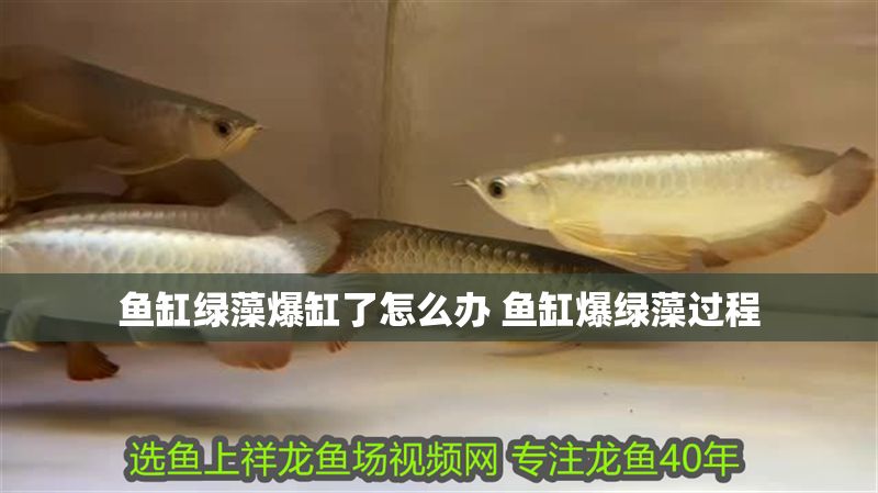 魚缸綠藻爆缸了怎么辦 魚缸爆綠藻過程