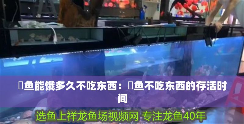 魟魚能餓多久不吃東西：魟魚不吃東西的存活時(shí)間