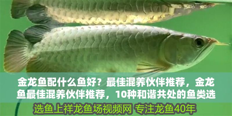金龍魚配什么魚好？最佳混養伙伴推薦，金龍魚最佳混養伙伴推薦，10種和諧共處的魚類選擇