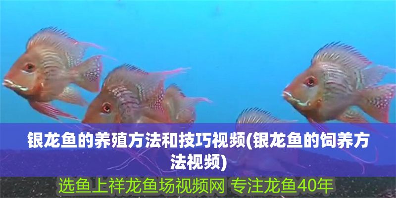 銀龍魚的養殖方法和技巧視頻(銀龍魚的飼養方法視頻)