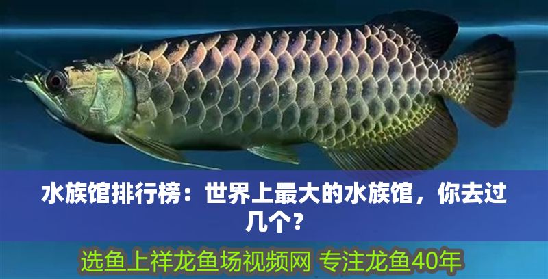 水族館排行榜：世界上最大的水族館，你去過幾個？