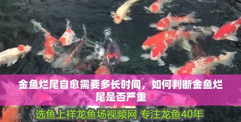 金魚爛尾自愈需要多長時間，如何判斷金魚爛尾是否嚴重