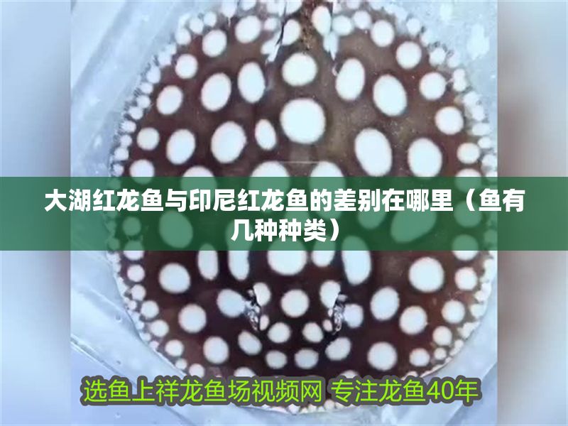 大湖紅龍魚與印尼紅龍魚的差別在哪里（魚有幾種種類）