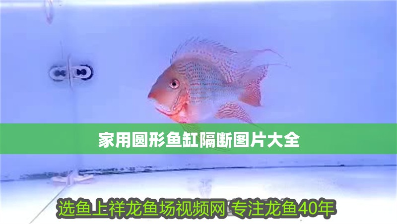家用圓形魚缸隔斷圖片大全