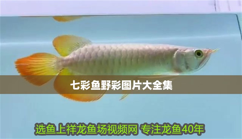 七彩魚野彩圖片大全集