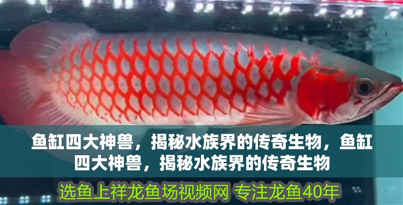 魚缸四大神獸，揭秘水族界的傳奇生物，魚缸四大神獸，揭秘水族界的傳奇生物