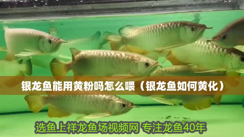 銀龍魚能用黃粉嗎怎么喂（銀龍魚如何黃化）