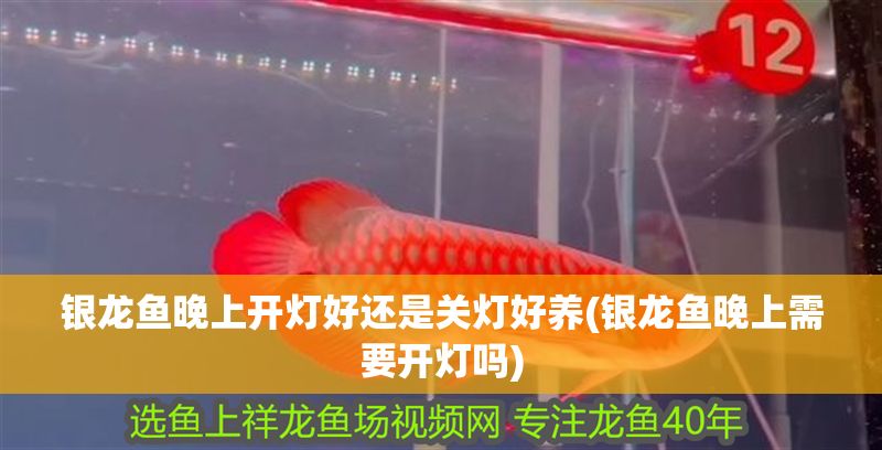 銀龍魚晚上開燈好還是關(guān)燈好養(yǎng)(銀龍魚晚上需要開燈嗎) 銀龍魚晚上開燈好還是關(guān)燈好養(yǎng)(銀龍魚晚上需要開燈嗎) 銀龍魚百科 第1張