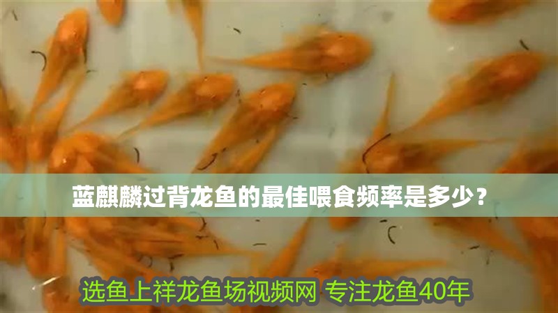 藍<strong><mark>麒麟</mark></strong>過背龍魚的最佳喂食頻率是多少？