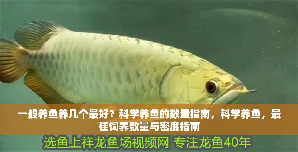 一般養(yǎng)魚養(yǎng)幾個最好？科學(xué)養(yǎng)魚的數(shù)量指南，科學(xué)養(yǎng)魚，最佳飼養(yǎng)數(shù)量與密度指南