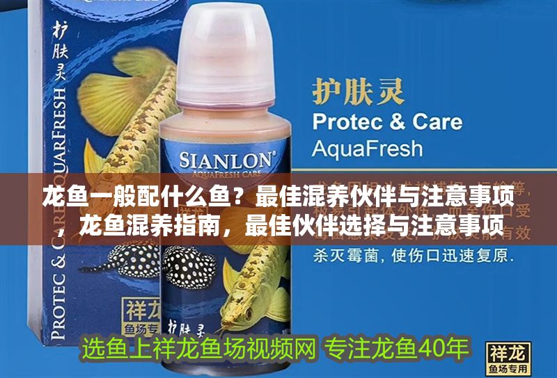 龍魚一般配什么魚？最佳混養(yǎng)伙伴與注意事項，龍魚混養(yǎng)指南，最佳伙伴選擇與注意事項 龍魚一般配什么魚？最佳混養(yǎng)伙伴與注意事項，龍魚混養(yǎng)指南，最佳伙伴選擇與注意事項 龍魚百科 第1張