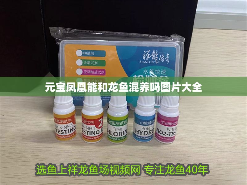 元寶鳳凰能和龍魚混養嗎圖片大全 元寶鳳凰魚百科 第1張 元寶鳳凰能和龍魚混養嗎圖片大全 元寶鳳凰能和龍魚混養嗎圖片大全 元寶鳳凰魚百科 第1張