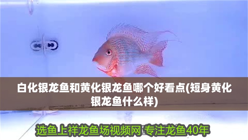 白化銀龍魚和黃化銀龍魚哪個好看點(短身黃化銀龍魚什么樣)