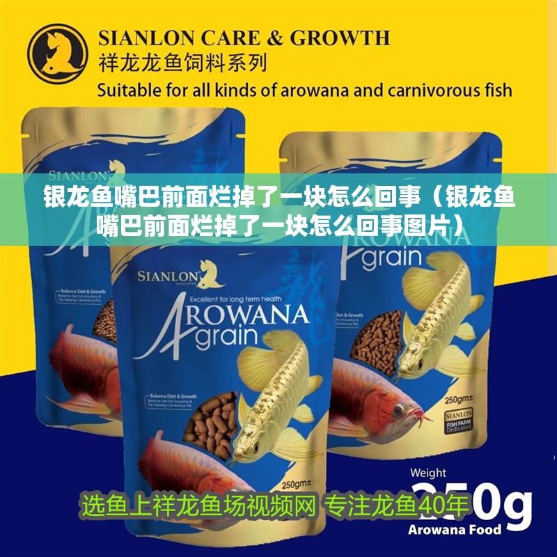 銀龍魚嘴巴前面爛掉了一塊怎么回事（銀龍魚嘴巴前面爛掉了一塊怎么回事圖片）