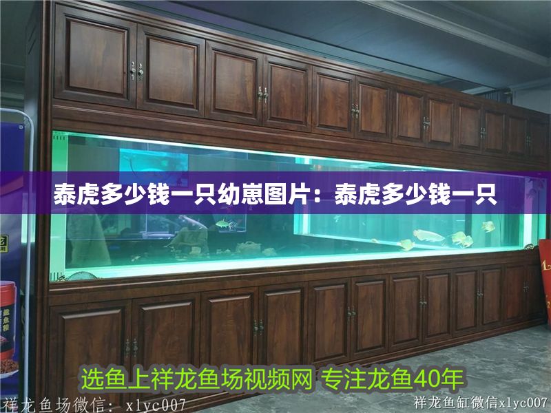 泰虎多少錢一只幼崽圖片:泰虎多少錢一只 虎魚百科 第2張 泰虎多少錢一只幼崽圖片:泰虎多少錢一只 泰虎多少錢一只幼崽圖片:泰虎多少錢一只 虎魚百科 第2張