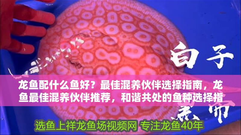 龍魚配什么魚好？最佳混養伙伴選擇指南，龍魚最佳混養伙伴推薦，和諧共處的魚種選擇指南