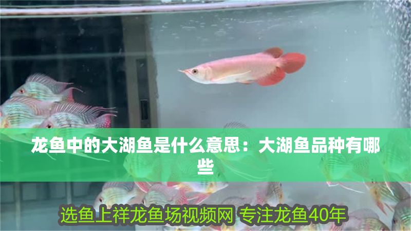 龍魚中的大湖魚是什么意思：大湖魚品種有哪些