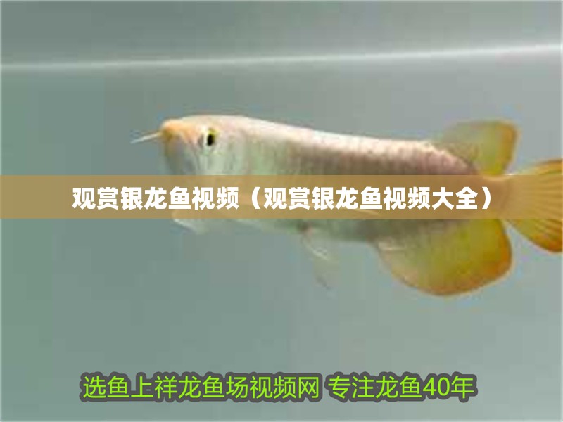 觀賞銀龍魚視頻（觀賞銀龍魚視頻大全）