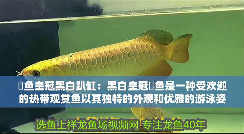 魟魚皇冠黑白趴缸：黑白皇冠魟魚是一種受歡迎的熱帶觀賞魚以其獨特的外觀和優雅的游泳姿態著稱 魟魚皇冠黑白趴缸：黑白皇冠魟魚是一種受歡迎的熱帶觀賞魚以其獨特的外觀和優雅的游泳姿態著稱 魟魚百科 第2張