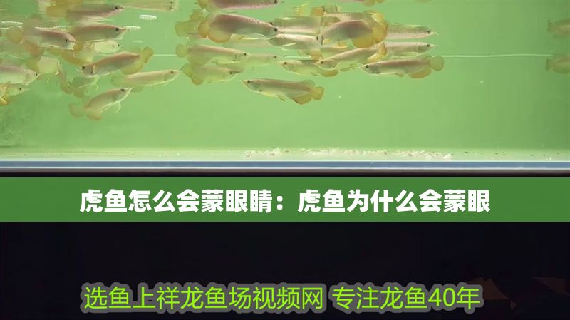 虎魚(yú)怎么會(huì)蒙眼睛：虎魚(yú)為什么會(huì)蒙眼 虎魚(yú)怎么會(huì)蒙眼睛：虎魚(yú)為什么會(huì)蒙眼 虎魚(yú)百科 第2張