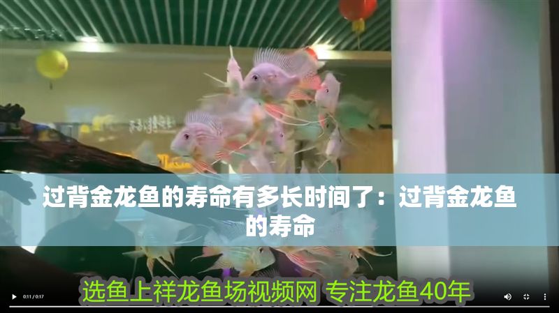 過背金龍魚的壽命有多長時間了：過背金龍魚的壽命 過背金龍魚的壽命有多長時間了：過背金龍魚的壽命 金龍魚百科 第1張