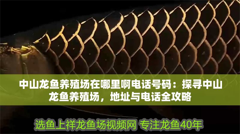 中山龍魚養殖場在哪里啊電話號碼：探尋中山龍魚養殖場，地址與電話全攻略
