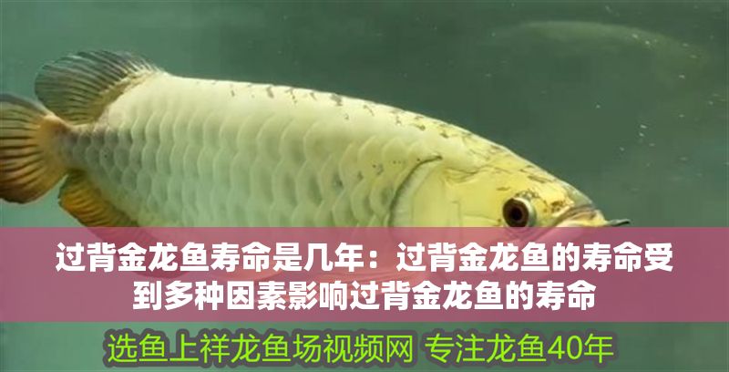 過背金龍魚壽命是幾年：過背金龍魚的壽命受到多種因素影響過背金龍魚的壽命