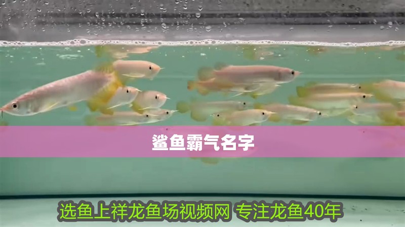 鯊魚霸氣名字 鯊魚霸氣名字 龍魚論壇