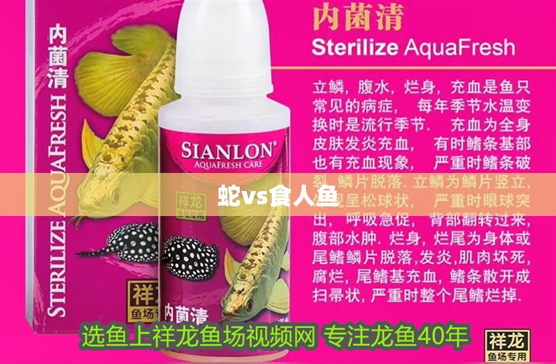 蛇vs食人魚 蛇vs食人魚 龍魚論壇