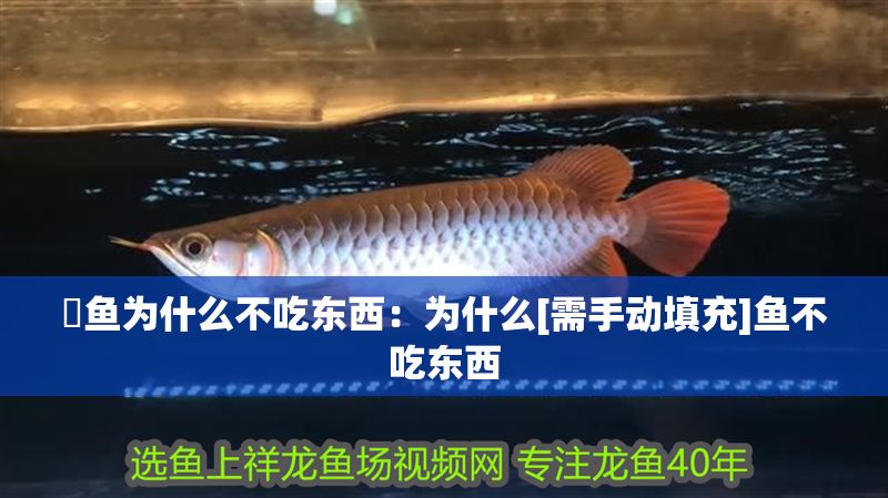 魟魚為什么不吃東西：為什么[需手動填充]魚不吃東西