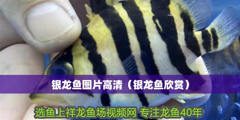 銀龍魚圖片高清（銀龍魚欣賞） 銀龍魚圖片高清（銀龍魚欣賞） 銀龍魚百科