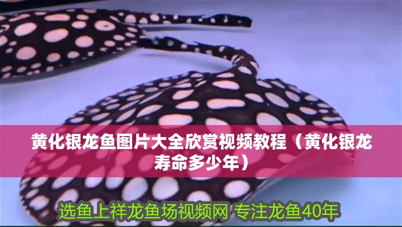 黃化銀龍魚圖片大全欣賞視頻教程（黃化銀龍壽命多少年）