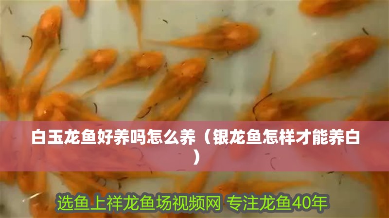 白玉龍魚好養(yǎng)嗎怎么養(yǎng)（銀龍魚怎樣才能養(yǎng)白）
