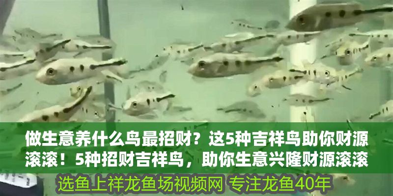 做生意養什么鳥最招財?這5種吉祥鳥助你財源滾滾!5種招財吉祥鳥,助你生意興隆財源滾滾! 龍魚百科 第1張 做生意養什么鳥最招財?這5種吉祥鳥助你財源滾滾!5種招財吉祥鳥,助你生意興隆財源滾滾! 做生意養什么鳥最招財?這5種吉祥鳥助你財源滾滾!5種招財吉祥鳥,助你生意興隆財源滾滾! 龍魚百科 第1張