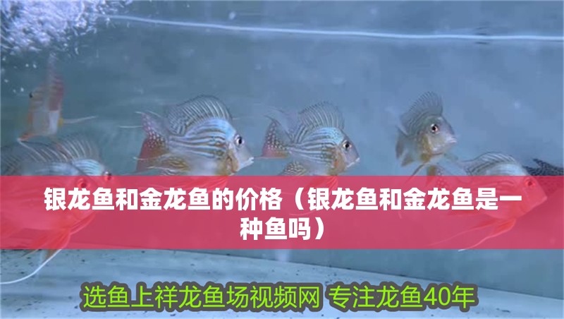 魚缸用增氧泵價格是多少:魚缸增氧機(jī)-xtrac增氧機(jī)-xtrac增氧機(jī) 銀龍魚和金龍魚的價格(銀龍魚和金龍魚是一種魚嗎) 銀龍魚百科 銀龍魚和金龍魚的價格(銀龍魚和金龍魚是一種魚嗎) 銀龍魚和金龍魚的價格(銀龍魚和金龍魚是一種魚嗎) 銀龍魚百科