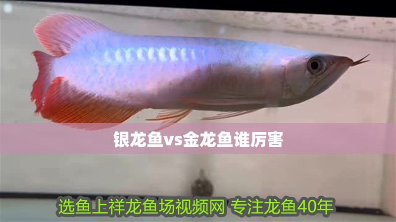 銀龍魚vs金龍魚誰厲害
