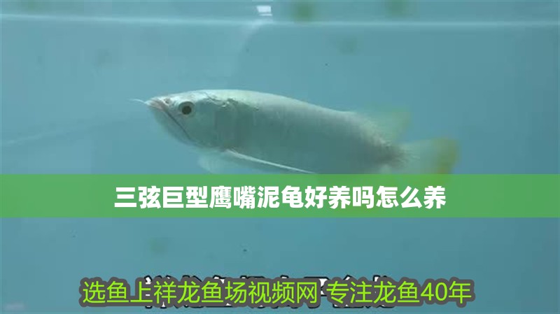 三弦巨型鷹嘴泥龜好養(yǎng)嗎怎么養(yǎng)