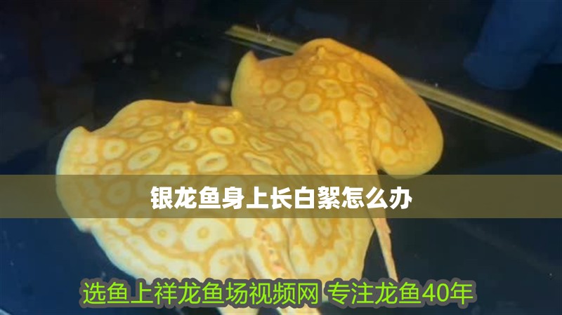 銀龍魚身上長白絮怎么辦 銀龍魚身上長白絮怎么辦 銀龍魚百科