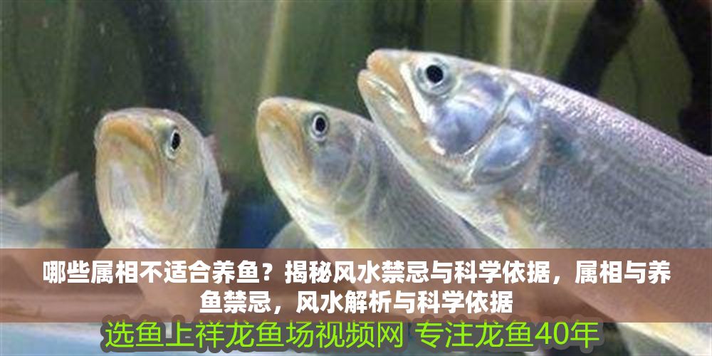 哪些屬相不適合養魚？揭秘風水禁忌與科學依據，屬相與養魚禁忌，風水解析與科學依據